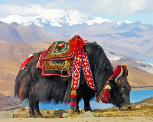 Domestic Yak Paint By Numbers