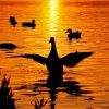 Duck Sunset Paint By Numbers