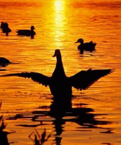 Duck Sunset Paint By Numbers