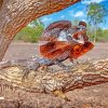 Frill Necked Lizard Paint By Numbers