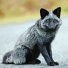 Little Silver Fox Paint By Numbers