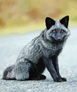 Little Silver Fox Paint By Numbers