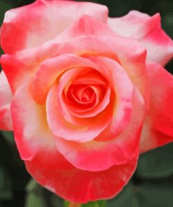 Princess Diana Roses Paint By Numbers