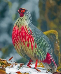 Red Blood Pheasant Paint By Numbers