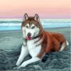 Red Husky Dog In The Beach Paint By Numbers