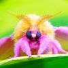 Rosy Maple Moth Paint By Numbers