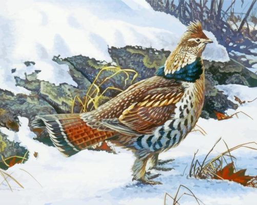 Ruffed Grouse Bird Paint By Numbers