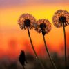 Three Dandelions Paint By Numbers