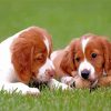 Two Brittany Puppies Dogs Paint By Numbers