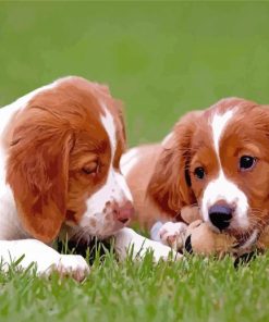 Two Brittany Puppies Dogs Paint By Numbers