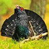 Western Capercaillie Paint By Numbers