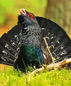 Western Capercaillie Paint By Numbers