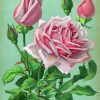 Aesthetic Rose La France Paint By Numbers