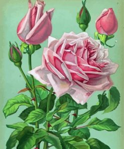 Aesthetic Rose La France Paint By Numbers