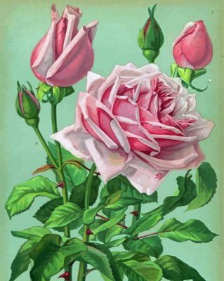 Aesthetic Rose La France Paint By Numbers