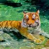 Cute Tiger In The Water Paint By Numbers