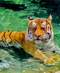 Cute Tiger In The Water Paint By Numbers