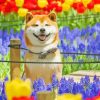 Happy Shiba In Colorful Tulips Flowers Field With Painting By Numbers