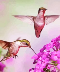 Hummingbird Paint By Numbers