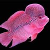 Pink Flowerhorn Fish Paint By Numbers