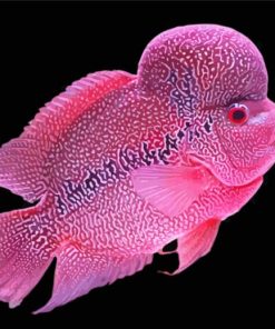 Pink Flowerhorn Fish Paint By Numbers