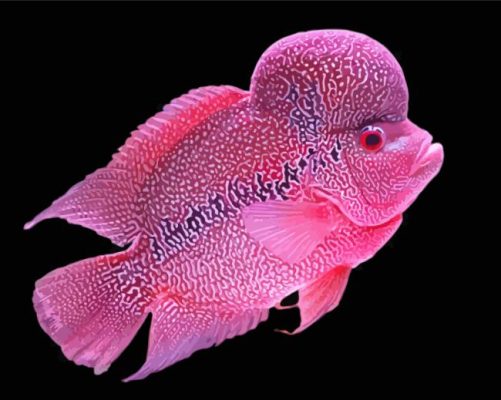 Pink Flowerhorn Fish Paint By Numbers