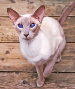 Shorthair Oriental Cat Paint By Numbers