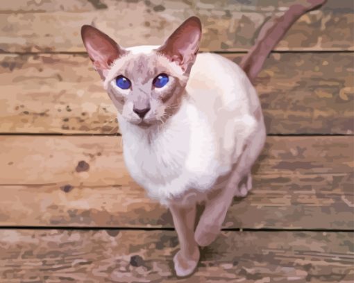 Shorthair Oriental Cat Paint By Numbers