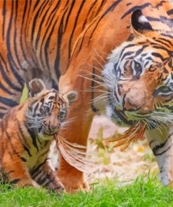 Tiger Cub With Dad Paint By Numbers