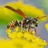 Wasp Flower Paint By Numbers