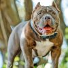 American Bully Puppy Paint By Numbers