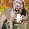 American Bully Paint By Numbers