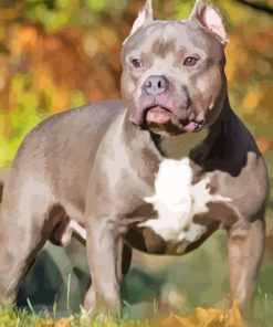 American Bully Paint By Numbers