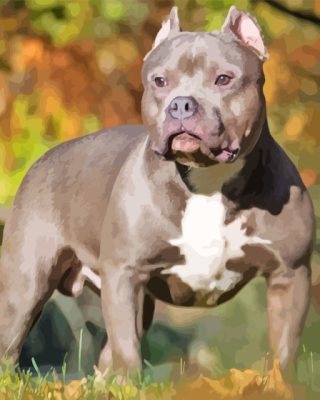 American Bully Paint By Numbers