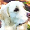 Cream Retriever Dog Paint By Numbers