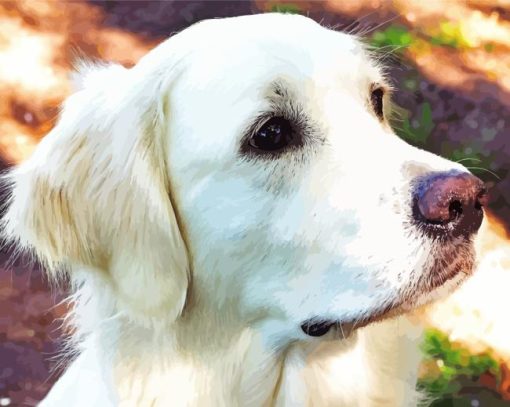 Cream Retriever Dog Paint By Numbers