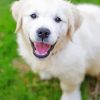 Cute Cream Retriever Paint By Numbers