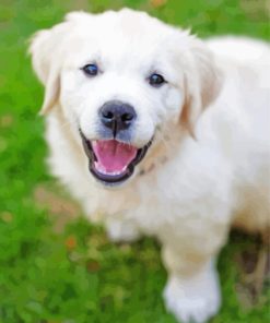 Cute Cream Retriever Paint By Numbers