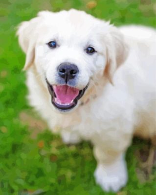 Cute Cream Retriever Paint By Numbers