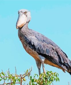 Shoebill Stork Paint By Numbers