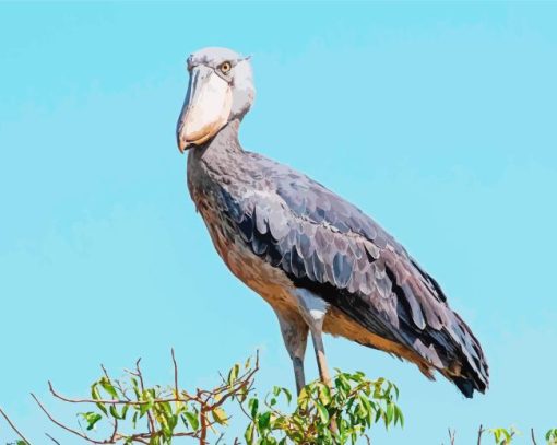 Shoebill Stork Paint By Numbers