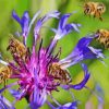 Bees On Purple Flowers Paint By Numbers