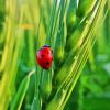 Ladybug Paint By Numbers