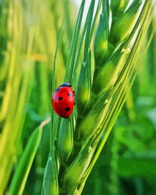 Ladybug Paint By Numbers