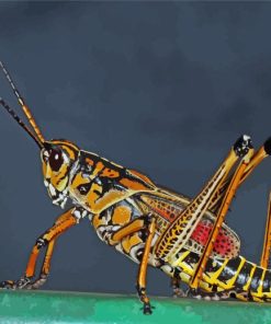 Orange Grasshopper Paint By Numbers