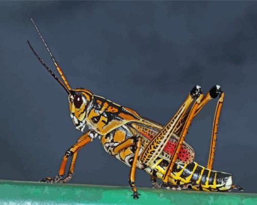 Orange Grasshopper Paint By Numbers