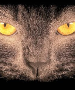 Orange Eye Dark Cat Paint By Numbers