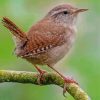 Wren On Stick Paint By Numbers