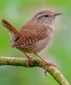 Wren On Stick Paint By Numbers