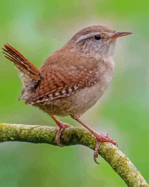 Wren On Stick Paint By Numbers